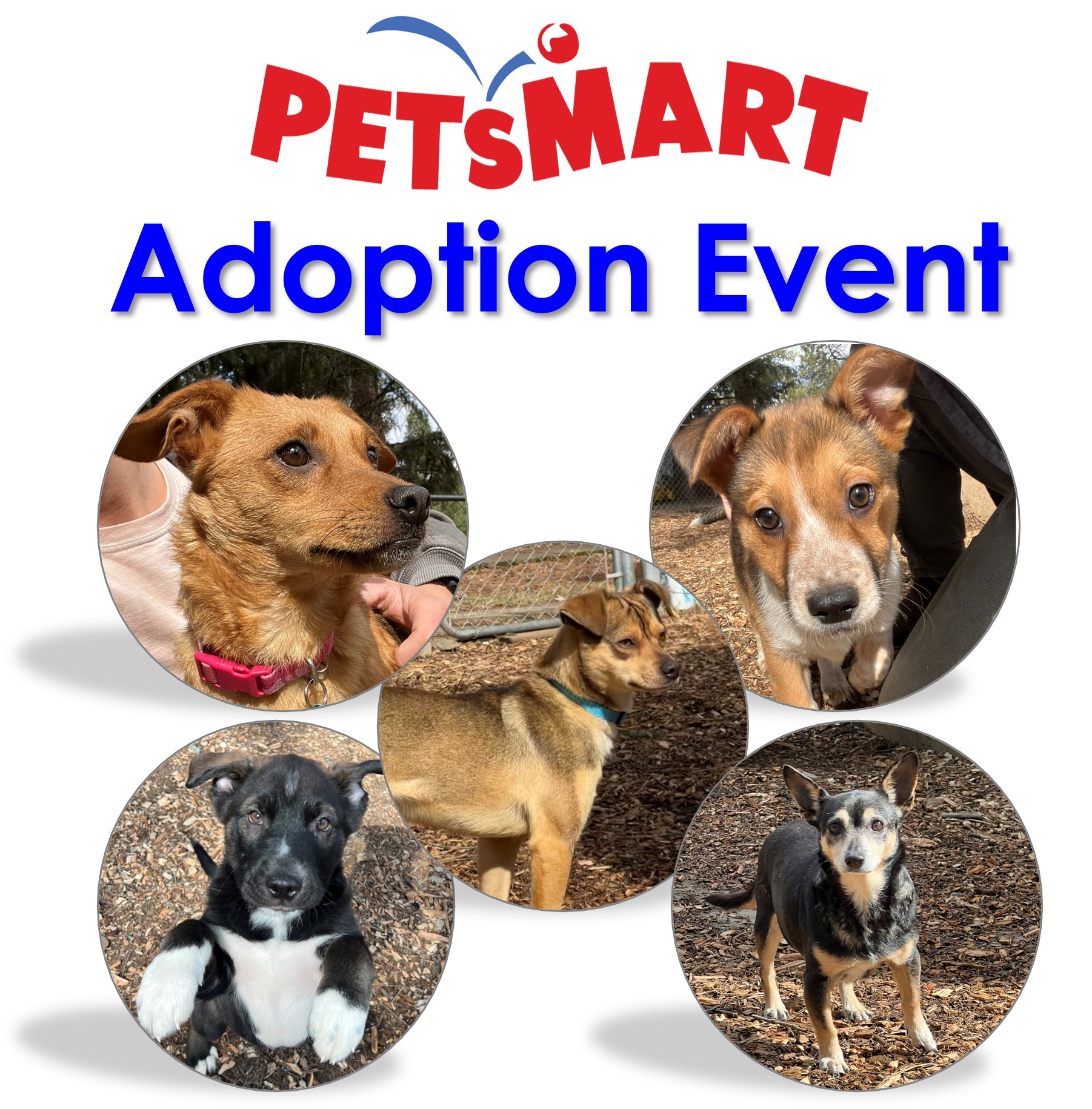 Pet_Smart_Adoption_Event_-_Smaller_-_no_boarder.jpg